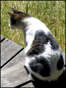 Cat sitting on deck